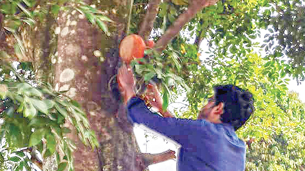 সিলেট কৃষি বিশ্ববিদ্যালয় ক্যাম্পাসে গতকাল গাছে মাটির হাঁড়ি ঝুলিয়ে দেওয়া হয়।