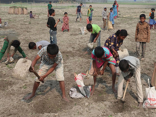 জমিতে আরও আলু খুঁজছে শিশুরা।