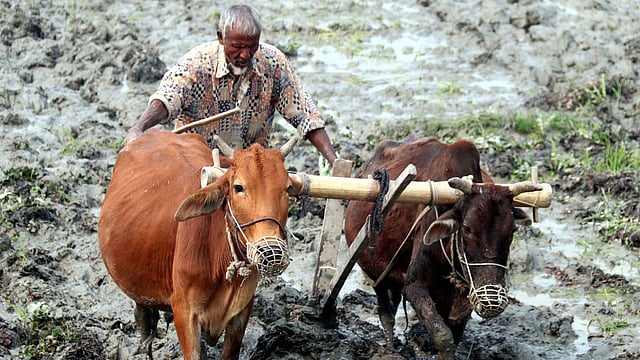 ফসল আবাদের জন্য কাদা পানিতে গরু দিয়ে হালচাষে ব্যস্ত কৃষক।