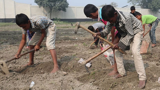 দল বেঁধে চলছে আলু খোঁজা।