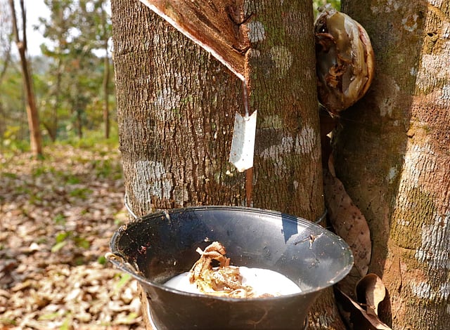 গাছে লাগানো পাত্রে কষ জড়ো করা হয়।