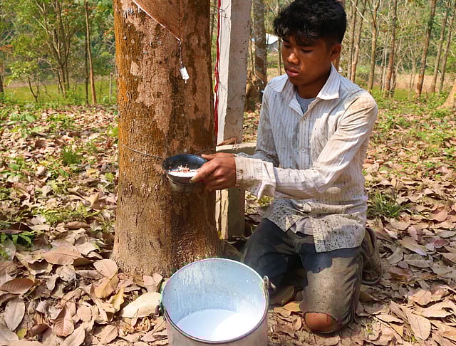 টিনের ছোট টুকরা দিয়ে এভাবে কষ সংগ্রহ করা হয়।