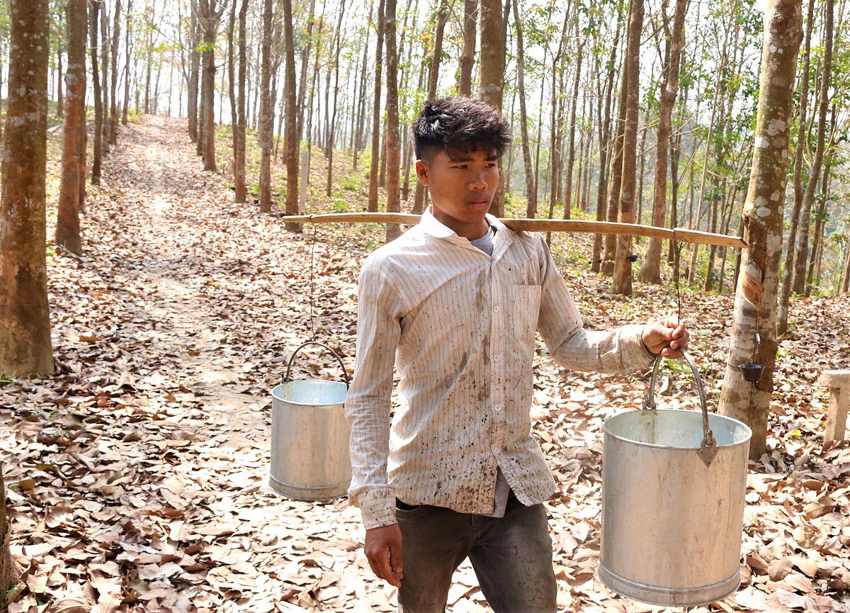 রাবার–বাগান থেকে কষ সংগ্রহ করছেন শ্রমিক।