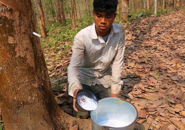বিশেষ পদ্ধতিতে কেটে রাবারগাছ থেকে কষ নেওয়া হয়।