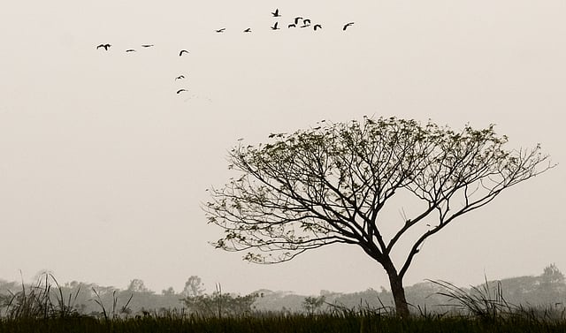 আকাশে পরিযায়ী পাখির দল
