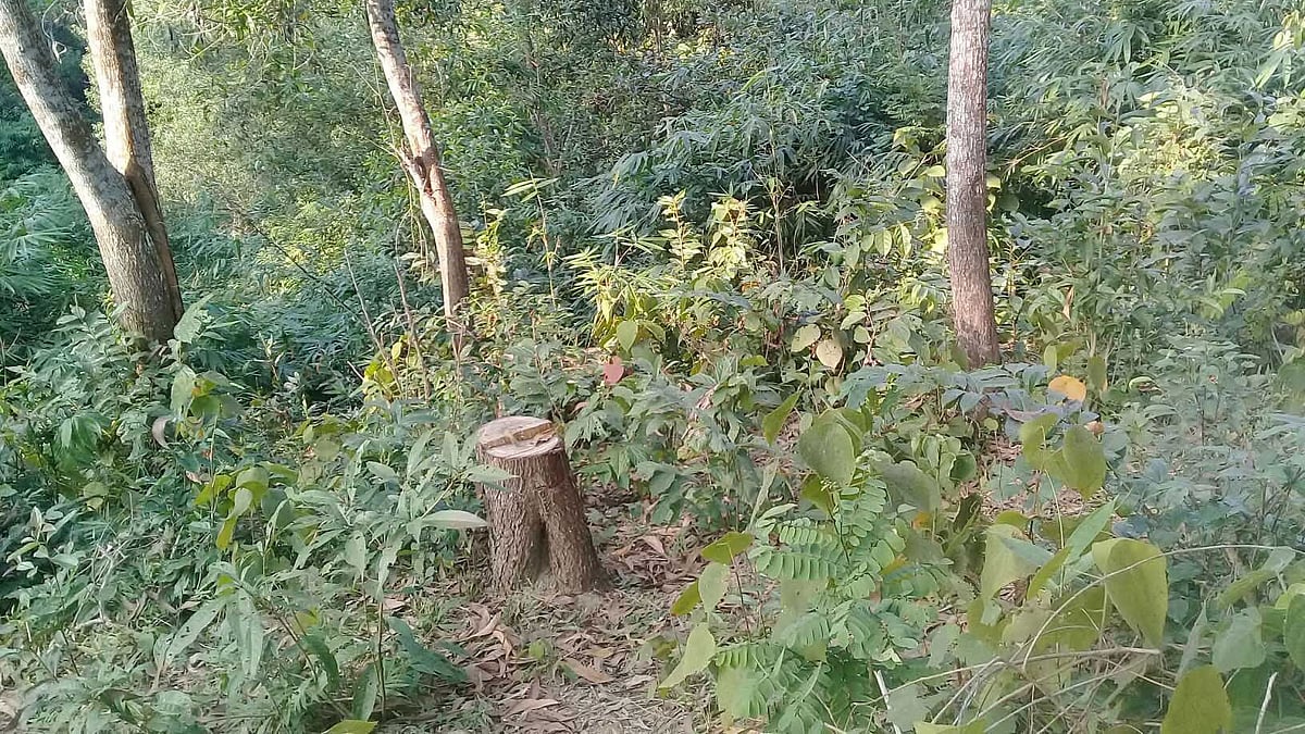 সামাজিক বনায়ন থেকে কেটে নেওয়া গাছের গুঁড়ি। সম্প্রতি মৌলভীবাজারের কমলগঞ্জের কামারছড়া বন বিটে। প্রথম আলো
