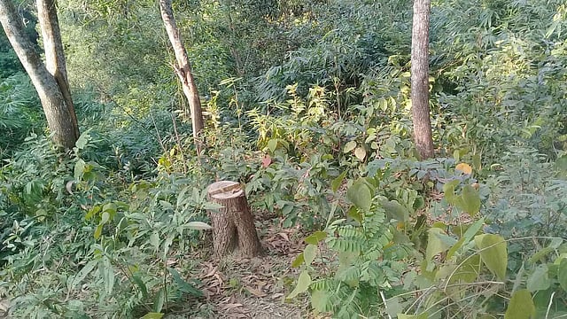 সামাজিক বনায়ন থেকে কেটে নেওয়া গাছের গুঁড়ি। সম্প্রতি মৌলভীবাজারের কমলগঞ্জের কামারছড়া বন বিটে।  প্রথম আলো