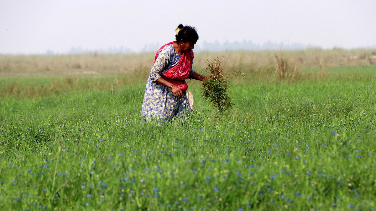 যমুনা নদীর জেগে ওঠা চরে ব্যাপক খেসারি কলাই চাষ হয়েছে