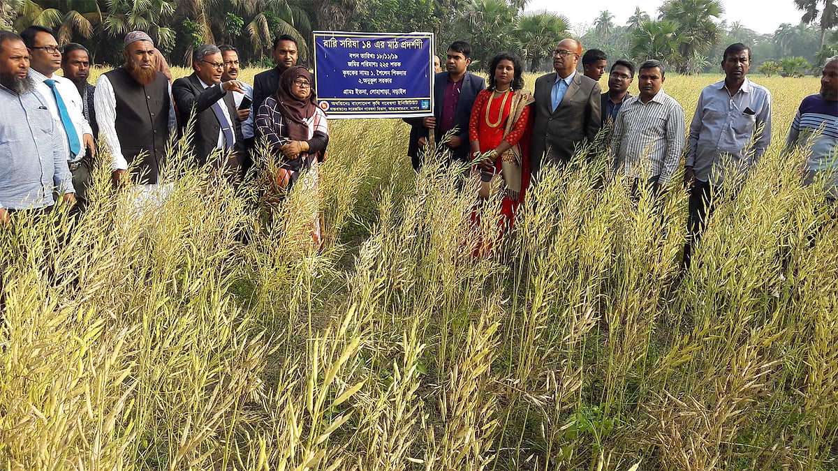 নড়াইলের লোহাগড়ার লংকারচর গ্রামে এ বছর চাষ হয়েছে বারি সরিষা-১৪। প্রথম আলো