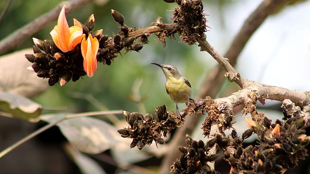 আগুনরঙা পলাশ ফাগুনে শোভা বাড়ায়।