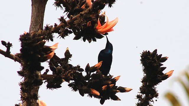 মধুর টানে ছুটে আসা পাখি।