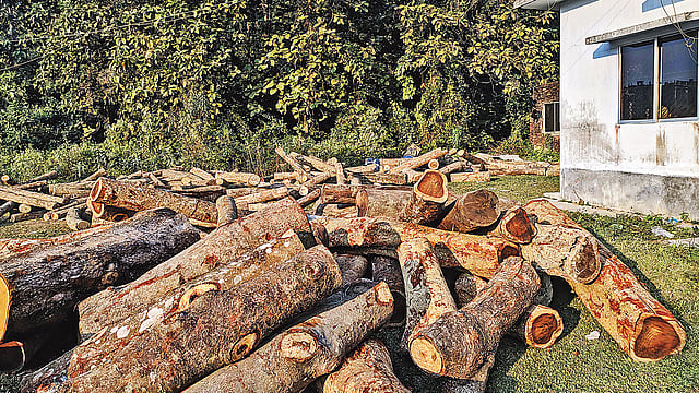 পাহাড় থেকে কেটে রাখা হয়েছে গাছ। সম্প্রতি চট্টগ্রাম বিশ্ববিদ্যালয় ক্যাম্পাসে।  ছবি: প্রথম আলো