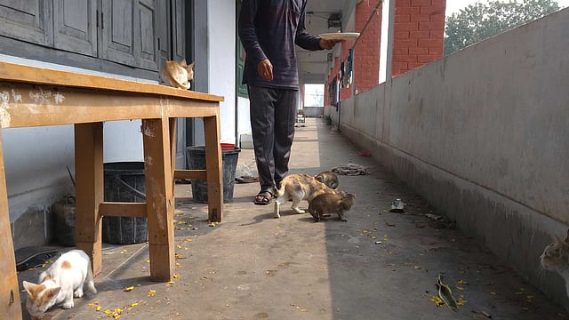 বিড়ালছানাগুলোর সঙ্গে মাহমুদুল হাসান। ছবি: লেখক