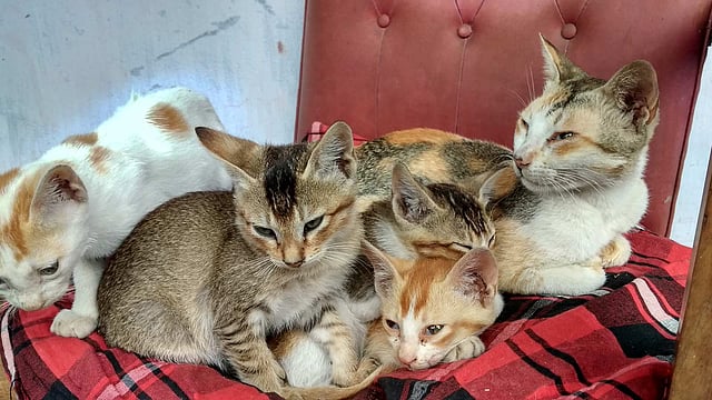 মাহমুদুল হাসান শীতে যেন বিড়ালছানাগুলোর কষ্ট না হয় সে জন্য বিছিয়ে দিয়েছেন কাপড়। মশার উপদ্রবে যেন বিড়ালের ঘুমের ব্যাঘাত না ঘটে, সে জন্য প্রতিরাতে কয়েল জ্বালিয়ে দেন। ছবি: লেখক