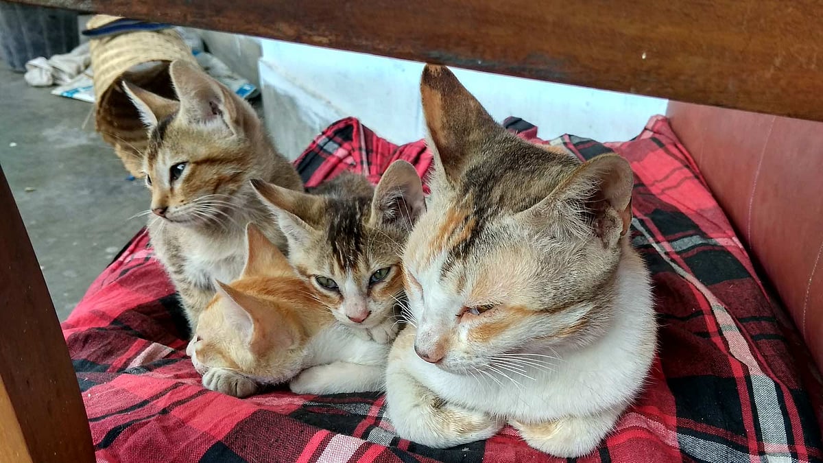 মাহমুদুল হাসান বিড়ালছানাগুলোর দেখভাল করেন। মাছ ও গরুর দুধ কিনে খাওয়ান। ছবি: লেখক