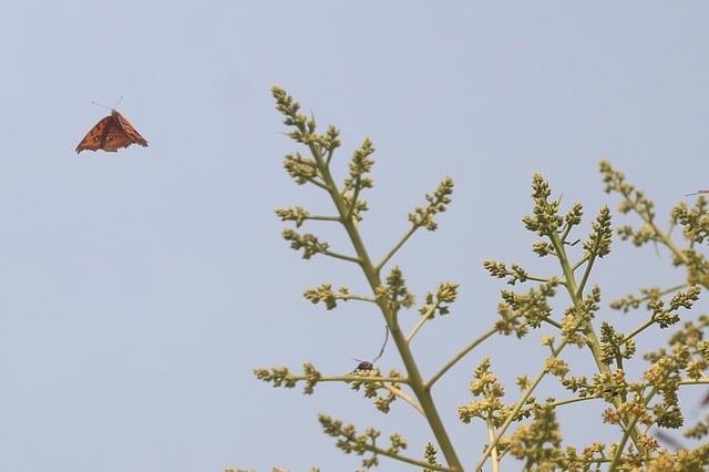 মুকুলে টানে এসেছে প্রজাপতি