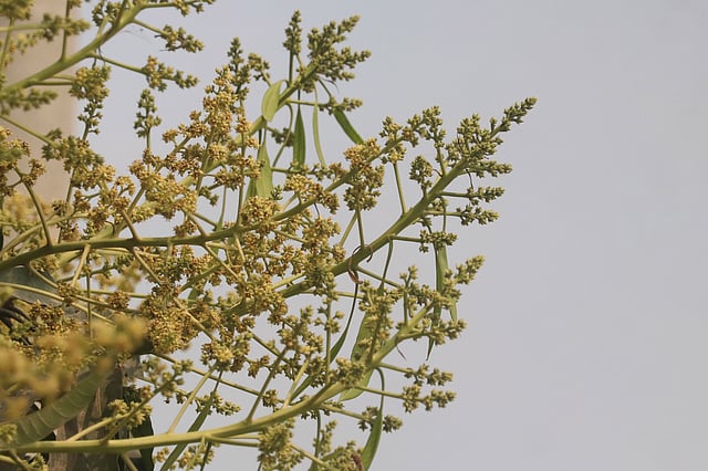 শীতের শেষে পাতাঝরা ডাল ভরিয়ে দিয়েছে থোকা থোকা মুকুল