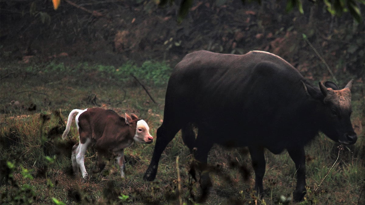 গতকাল মঙ্গলবার গাজীপুরের শ্রীপুরে বঙ্গবন্ধু শেখ মুজিব সাফারি পার্কের জন্ম নিয়েছে গয়ালের বাচ্চা। পার্কে এখন গয়ালের সদস্য হলো ৮। ছবি: সাদিক মৃধা