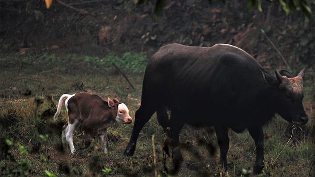 গতকাল মঙ্গলবার গাজীপুরের শ্রীপুরে বঙ্গবন্ধু শেখ মুজিব সাফারি পার্কের জন্ম নিয়েছে গয়ালের বাচ্চা। পার্কে এখন গয়ালের সদস্য হলো ৮। ছবি: সাদিক মৃধা