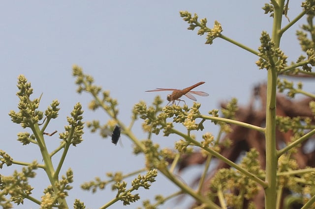 আমের মুকুলে এসেছে পতঙ্গ, এসেছে ফড়িং