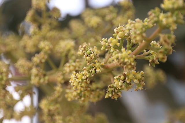 থোকা থোকা আমের মুকুল