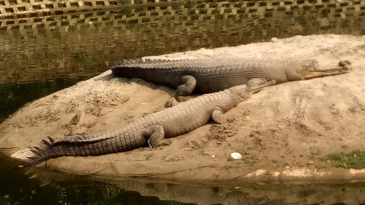 পদ্মা ও গড়াই। রাজশাহীর শহীদ এ এইচ এম কামারুজ্জামান চিড়িয়াখানায়। প্রথম আলো