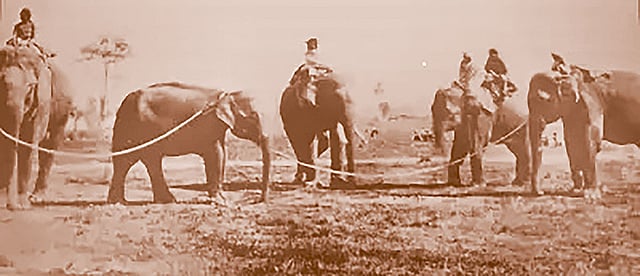 মোগল আমল থেকে উনিশ শতক পর্যন্ত ঢাকায় হাতি তাড়ানো  ছিল অন্যতম লাভজনক পেশা