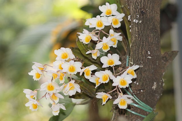 ডেন্ড্রবিয়াম ফার্মেরি অর্কিড ফুল।