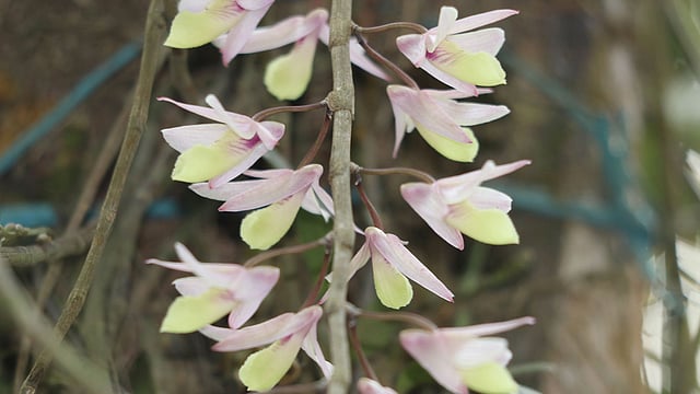 পিয়েরাড্ডি অর্কিড ফুল।