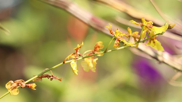 অনসিডিয়াম অর্কিড ফুল।