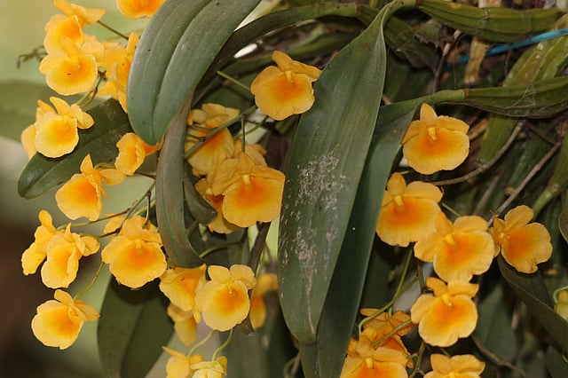 ডেন্ড্রবিয়াম লিন্ডলে অর্কিড ফুল।