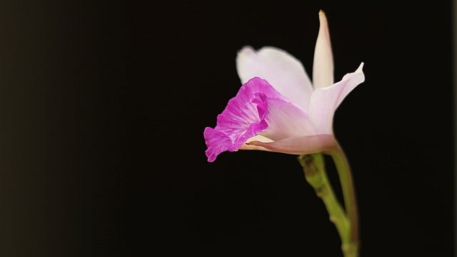 অরুন্ধিনা অর্কিড ফুল।