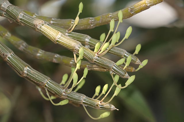 গাছে এসেছে অর্কিড ফুলের কলি।