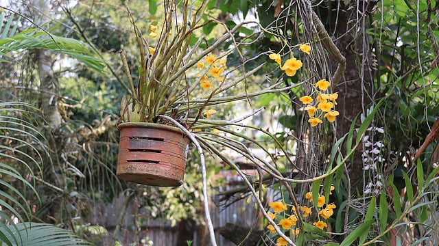 টবে ঝুলছে বাহারি অর্কিড ফুল।