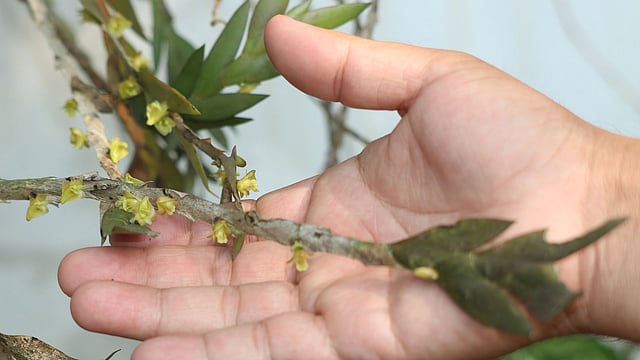 এরিয়া অর্কিড ফুল।