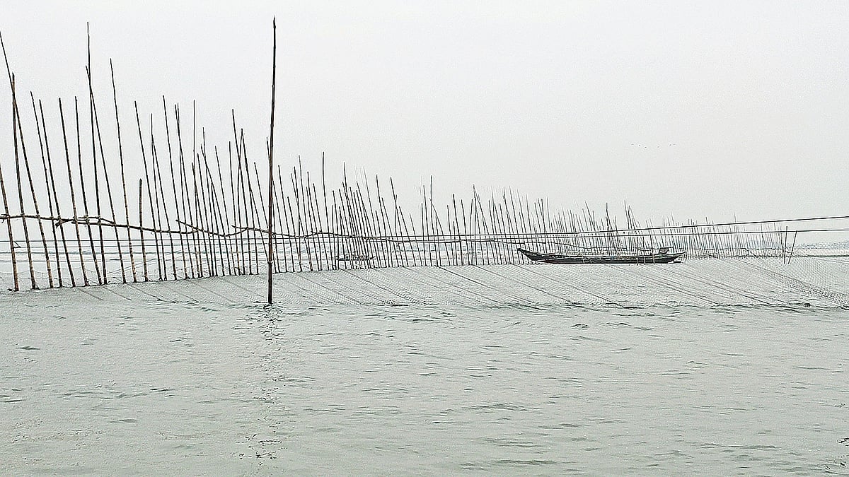 শরীয়তপুরে পদ্মা নদীর বিভিন্ন স্থানে বেড়া দিয়ে মাছ শিকার করা হচ্ছে। শনিবার জাজিরার বাবুরচর এলাকা থেকে তোলা।  ছবি: প্রথম আলো
