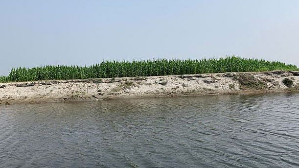 তিস্তার চরে ভুট্টা চাষ হয়ে থাকে। ভারত থেকে চুয়ে আসা পানি আর চরের সবুজ ফসল চমৎকার সুন্দর দৃশ্যের সৃষ্টি করেছে। ছবি: লেখক