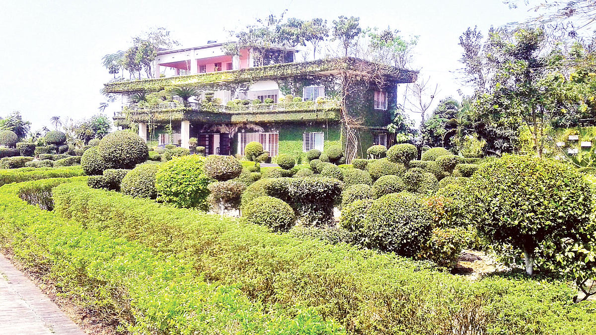 ঝিনাইদহের শৈলকুপার গাছবাড়ি। ছবি: প্রথম আলো