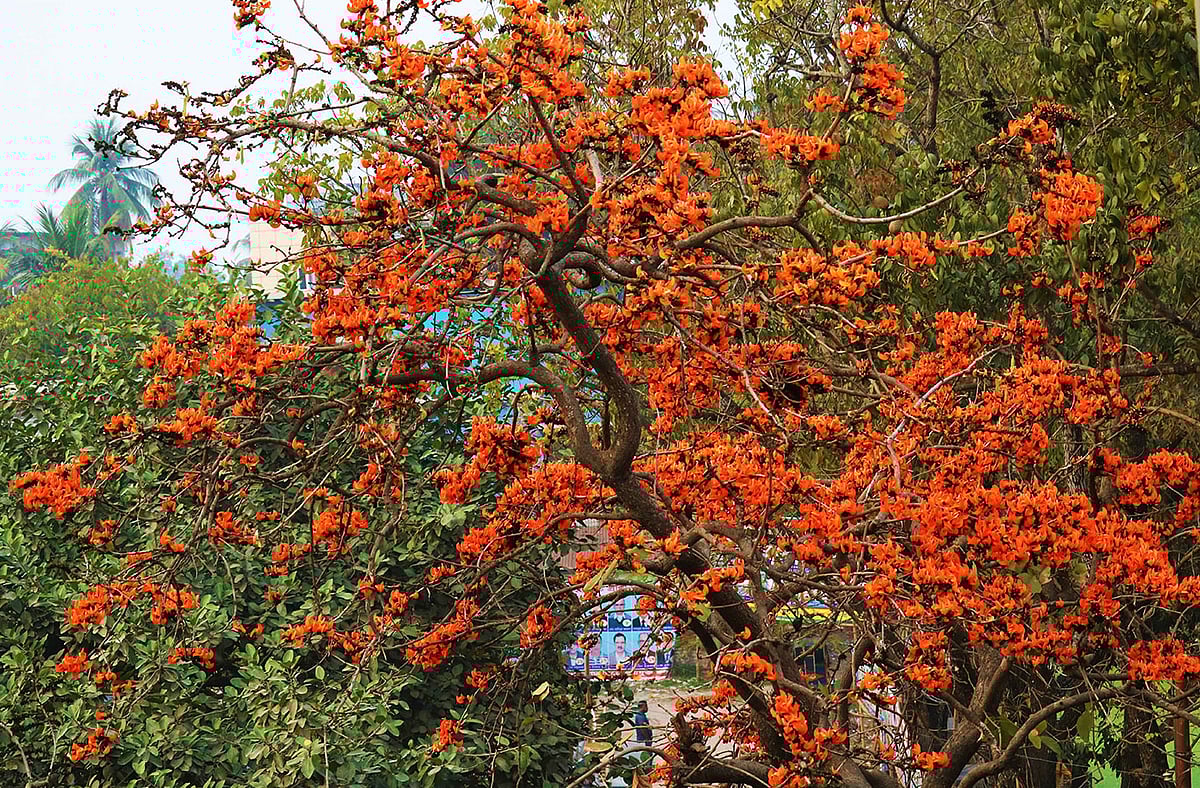 যশোর পাবলিক লাইব্রেরি চত্বরে বিশাল গাছে পাতা নেই বললেই চলে। গাছভর্তি ফুল আর ফুল। ছবি: মোছাব্বের হোসেন