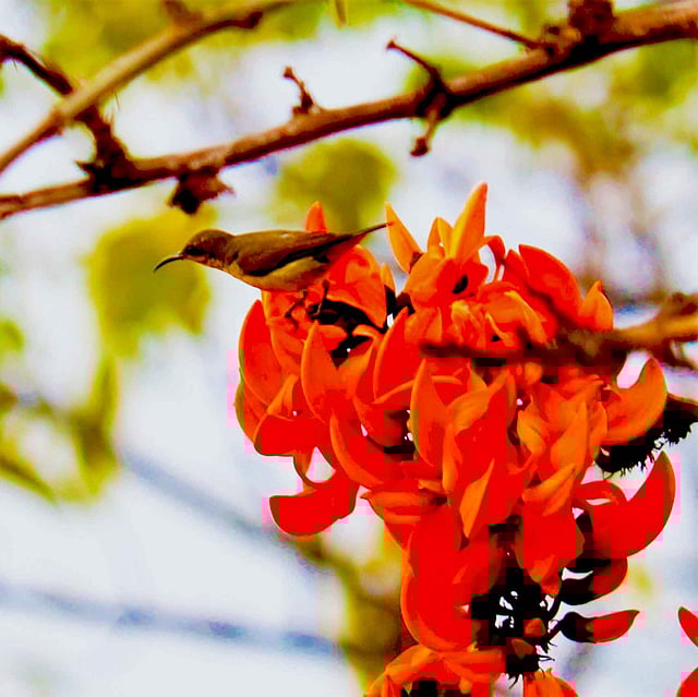 গাছের মগডালে মৌটুসী পাখি। ছবি: মোছাব্বের হোসেন