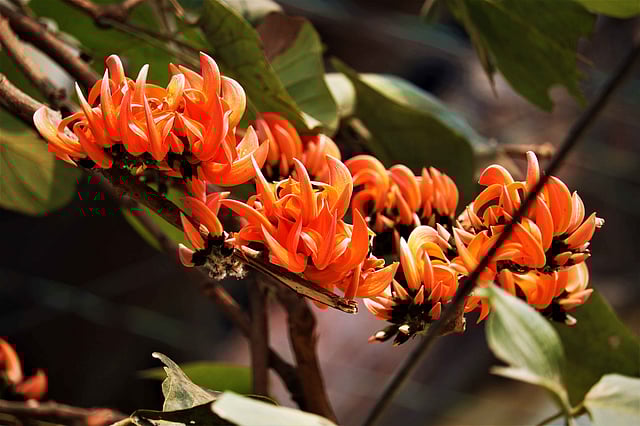 পলাশ ফুল। ছবি: মোছাব্বের হোসেন