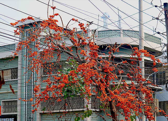 যশোরের পলাশগাছভর্তি ফুল। ছবি: মোছাব্বের হোসেন