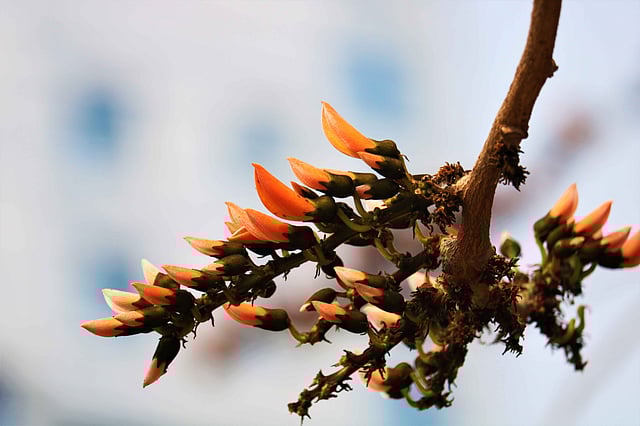 ফোটার অপেক্ষায় ফুল। ছবি: মোছাব্বের হোসেন