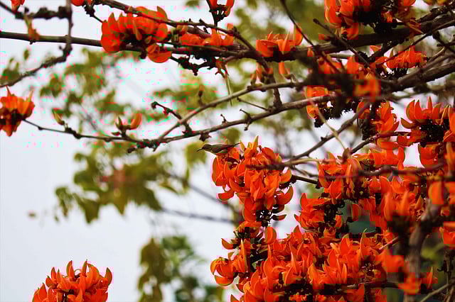 গাছে মৌটুসী পাখি। ছবি: মোছাব্বের হোসেন