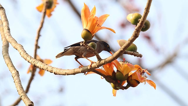 শিমুল ফুলে টিয়া পাখি