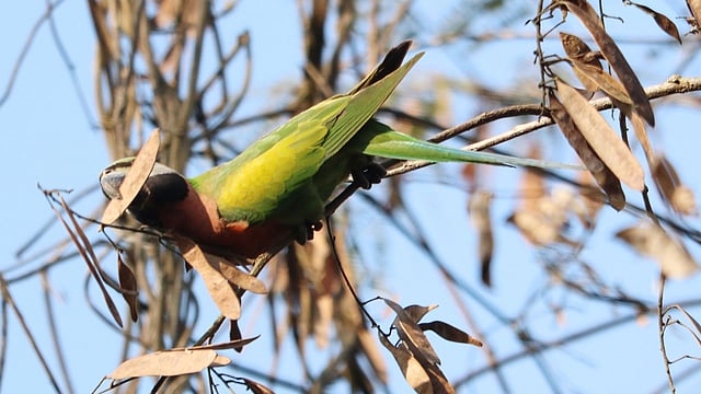 ফল মুখে টিয়া পাখি