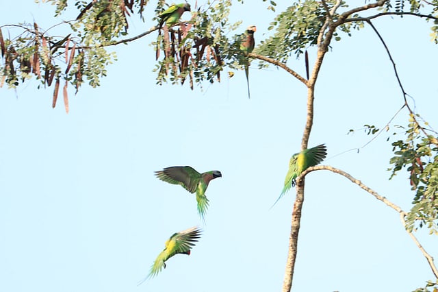 টিয়া পাখিদের ওড়াউড়ি