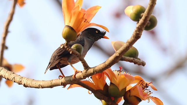 শিমুল ফুলে শালিক পাখি