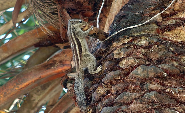 মনের আনন্দে রসের স্বাদ গ্রহণ করা