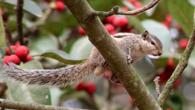 বিভিন্ন গাছে ছুটে চলা